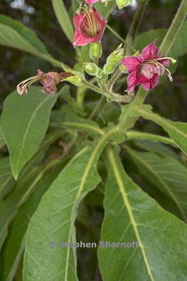 nicotiana tomentosa 1 graphic